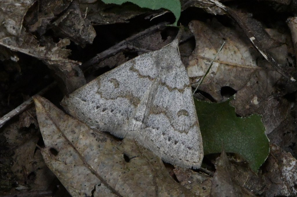 067 2018-06021486 Gummere Woods, MA.JPG - Stone-winged Owlet (Chytolita petrealis).  Gummere Woods, Grafton, MA, 6-2-2018